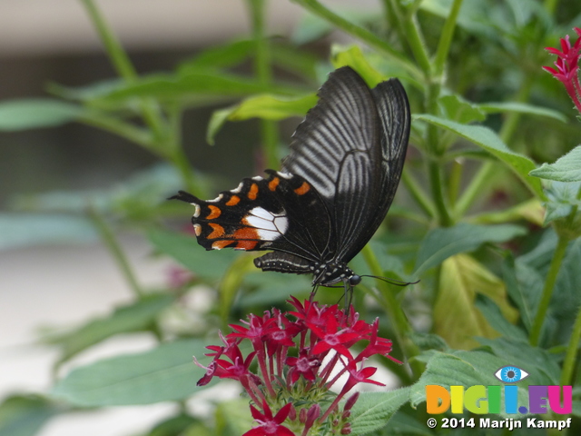 FZ007392 Black white and orange butterfly